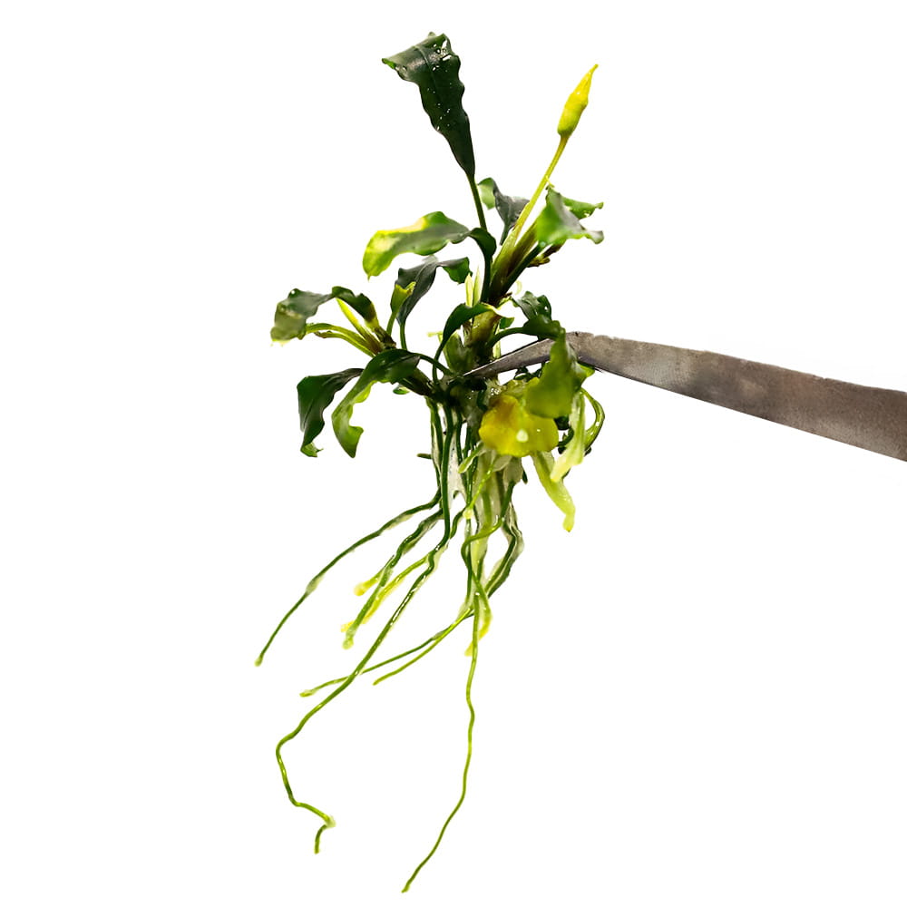 Bucephalandra sp. Wavy Green In Vitro Roślina na Korzeń sadzonka.jpg